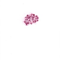 Pastel rose sur calque, 21x29,7cm, 2008 nuque david 22